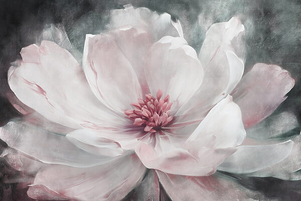 Delicate petals in soft hues