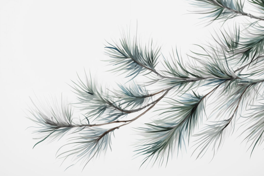 Delicate pine branches against white backdrop