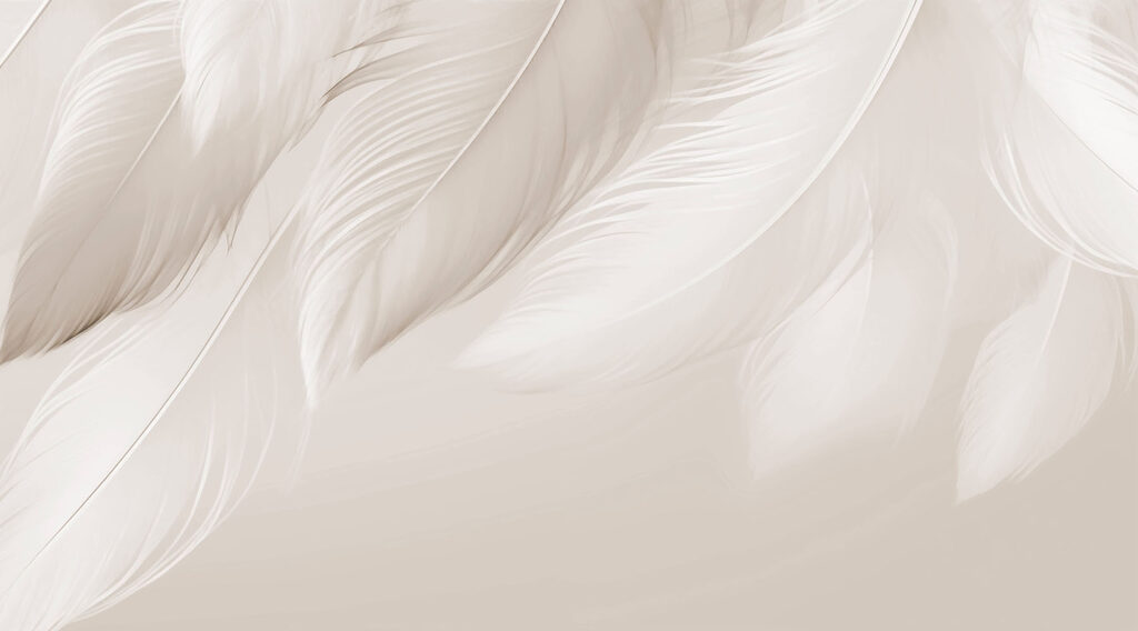 Delicate feathers on soft backdrop