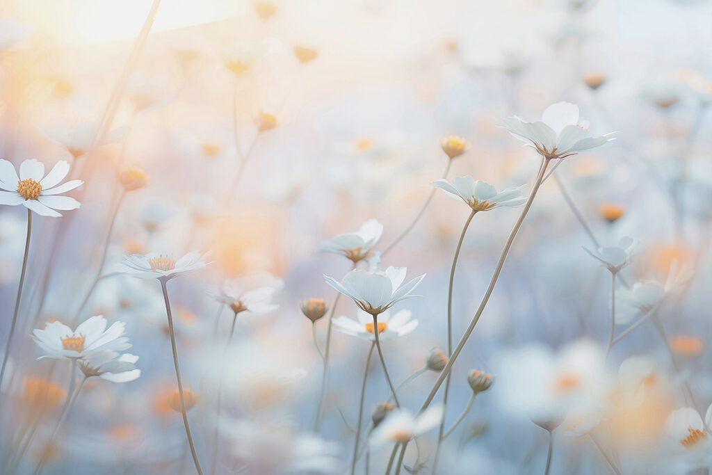 Soft petals in a dreamy garden