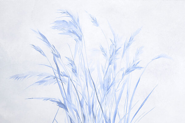 Delicate grasses in soft hues