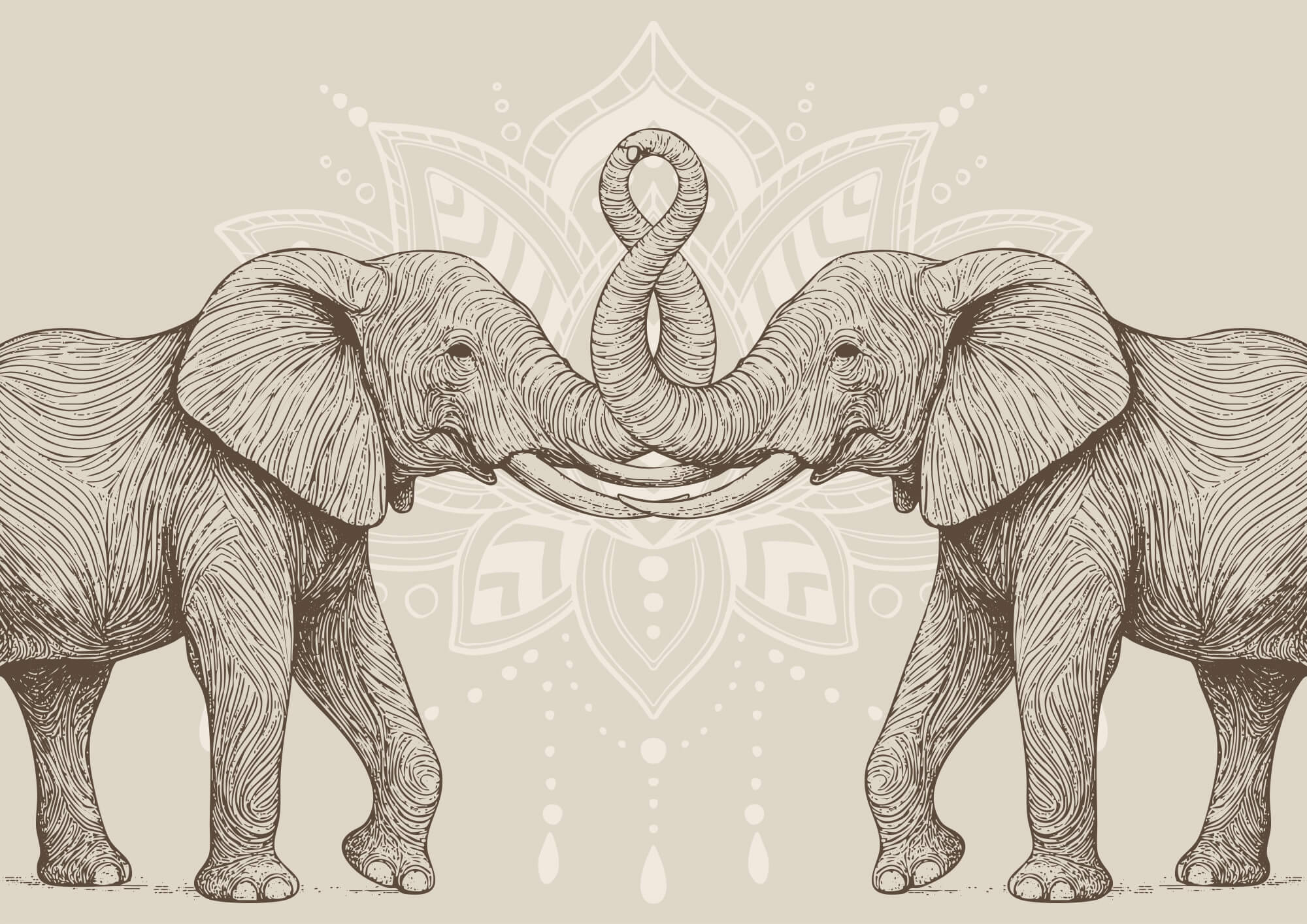 Two elephants with their trunks curled up Two elephants with their trunks curled up