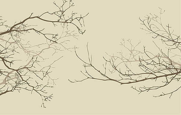 Group of bare branches