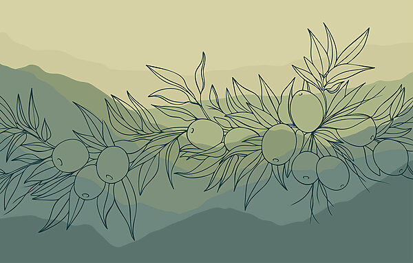 Drawing of a branch with fruits