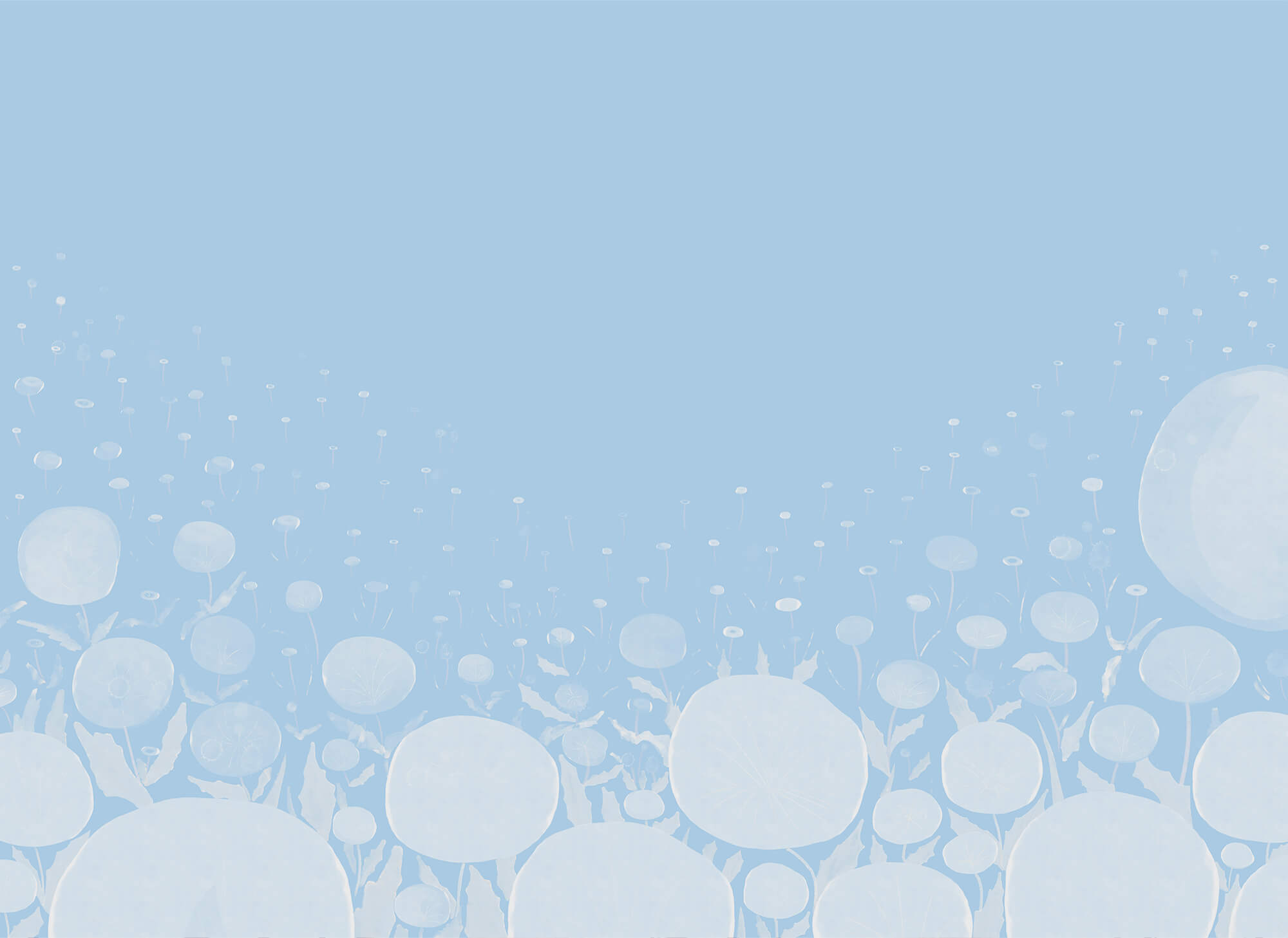 White flowers with leaves and a blue background