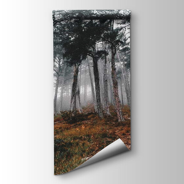 Forest with trees in the fog