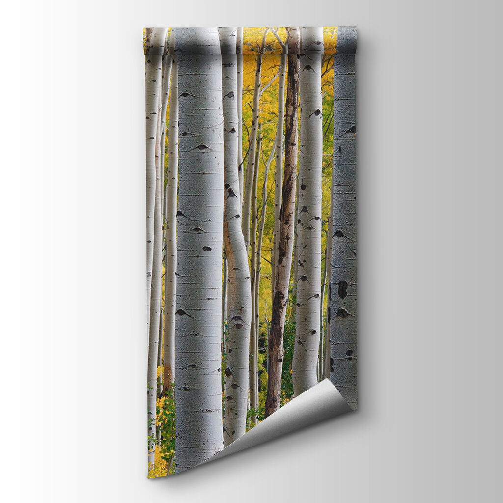 Group of white trees with yellow leaves