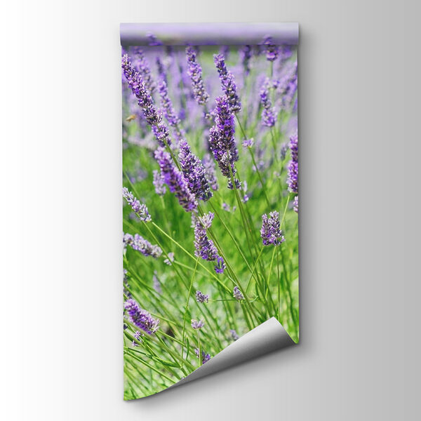 Vibrant lavender field in bloom