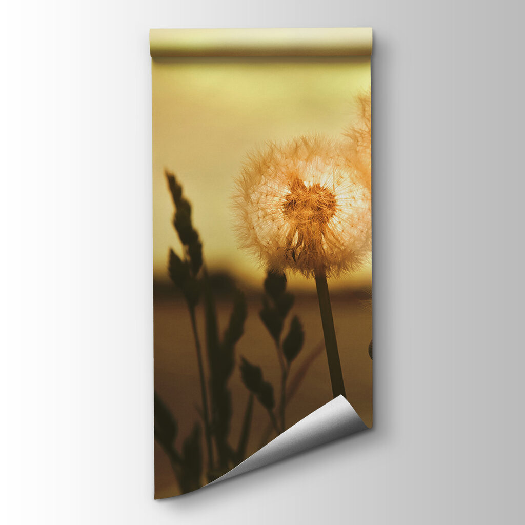 Dandelions basking in warm light