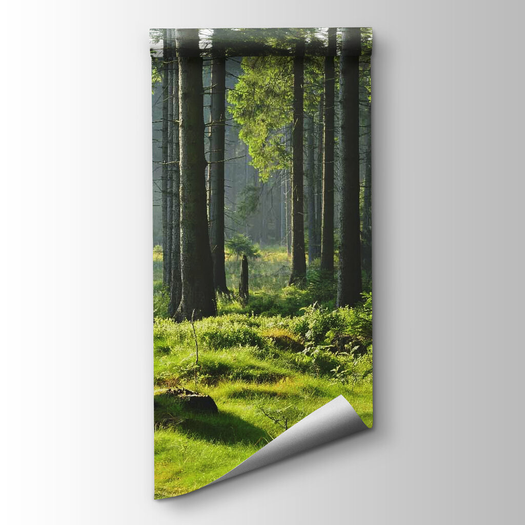 Forest with tall trees and grass