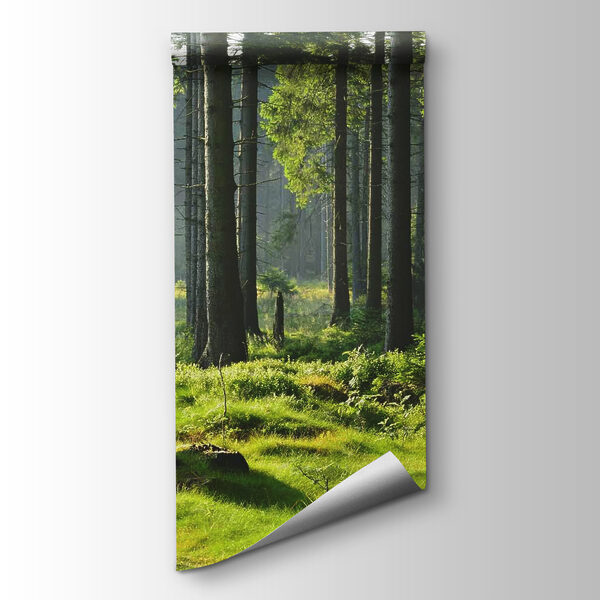 Forest with tall trees and grass