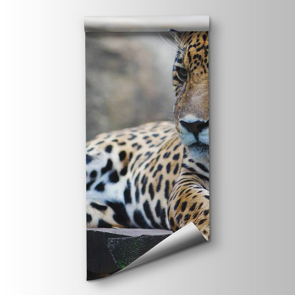 Leopard lying on a wood surface