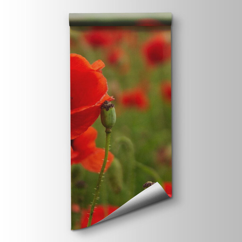 Field of red flowers