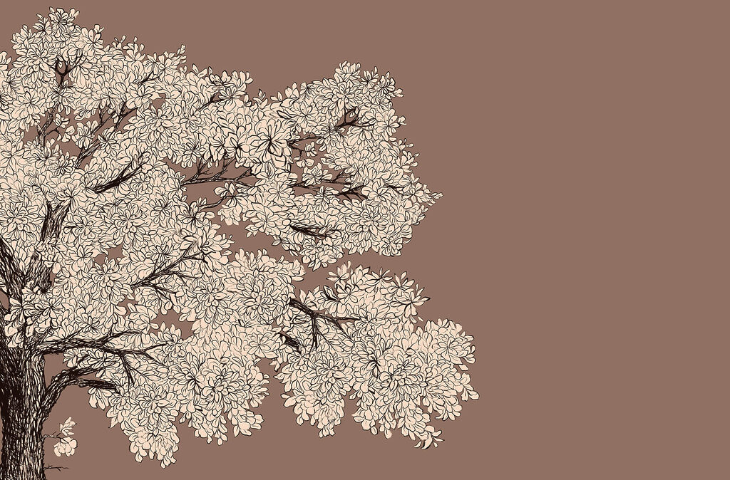 Tree with white flowers Tree with white flowers