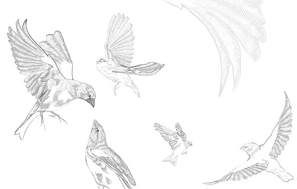 Group of birds with wings