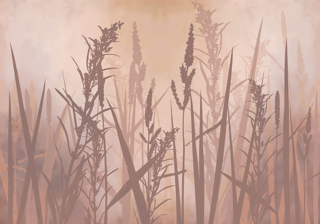 Tall grass with tall stems Tall grass with tall stems